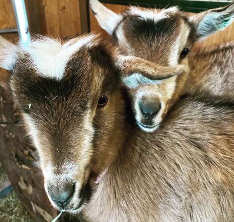 Nigerian Dwarf Goats