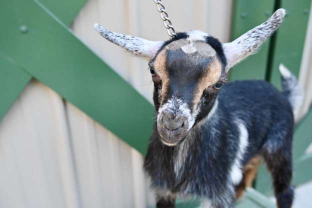 nigerian dwarf goat buck