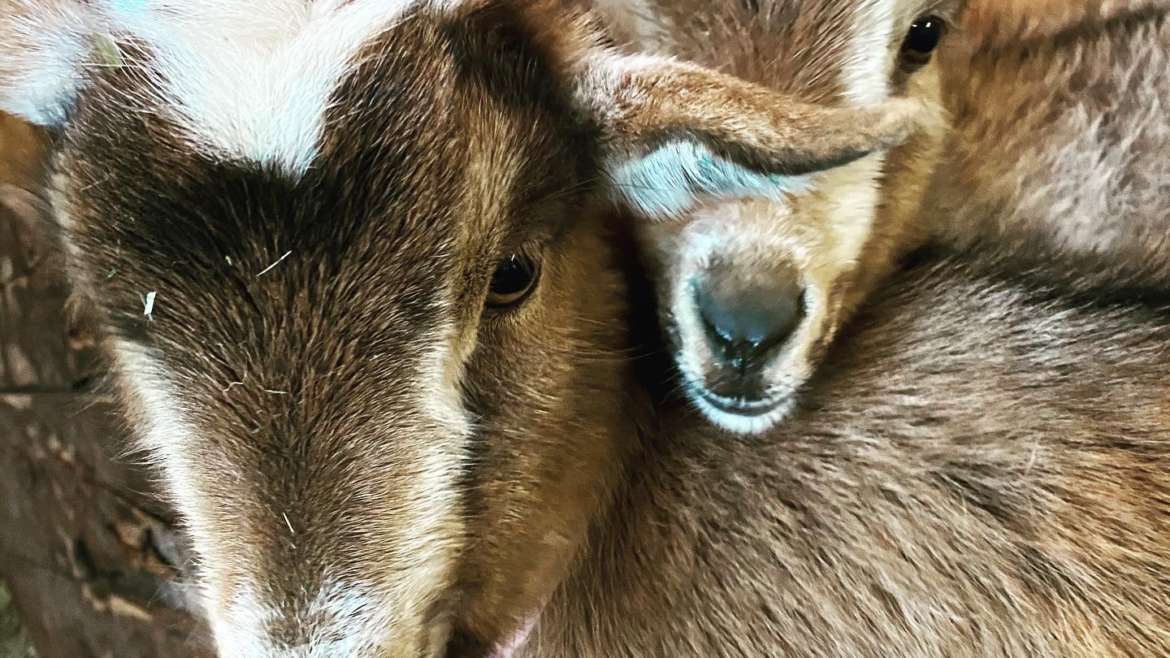 Nigerian Dwarf Goats