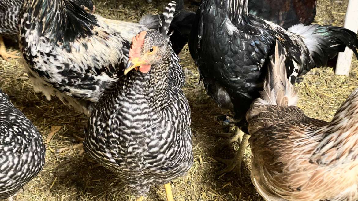 Barnyard Chickens