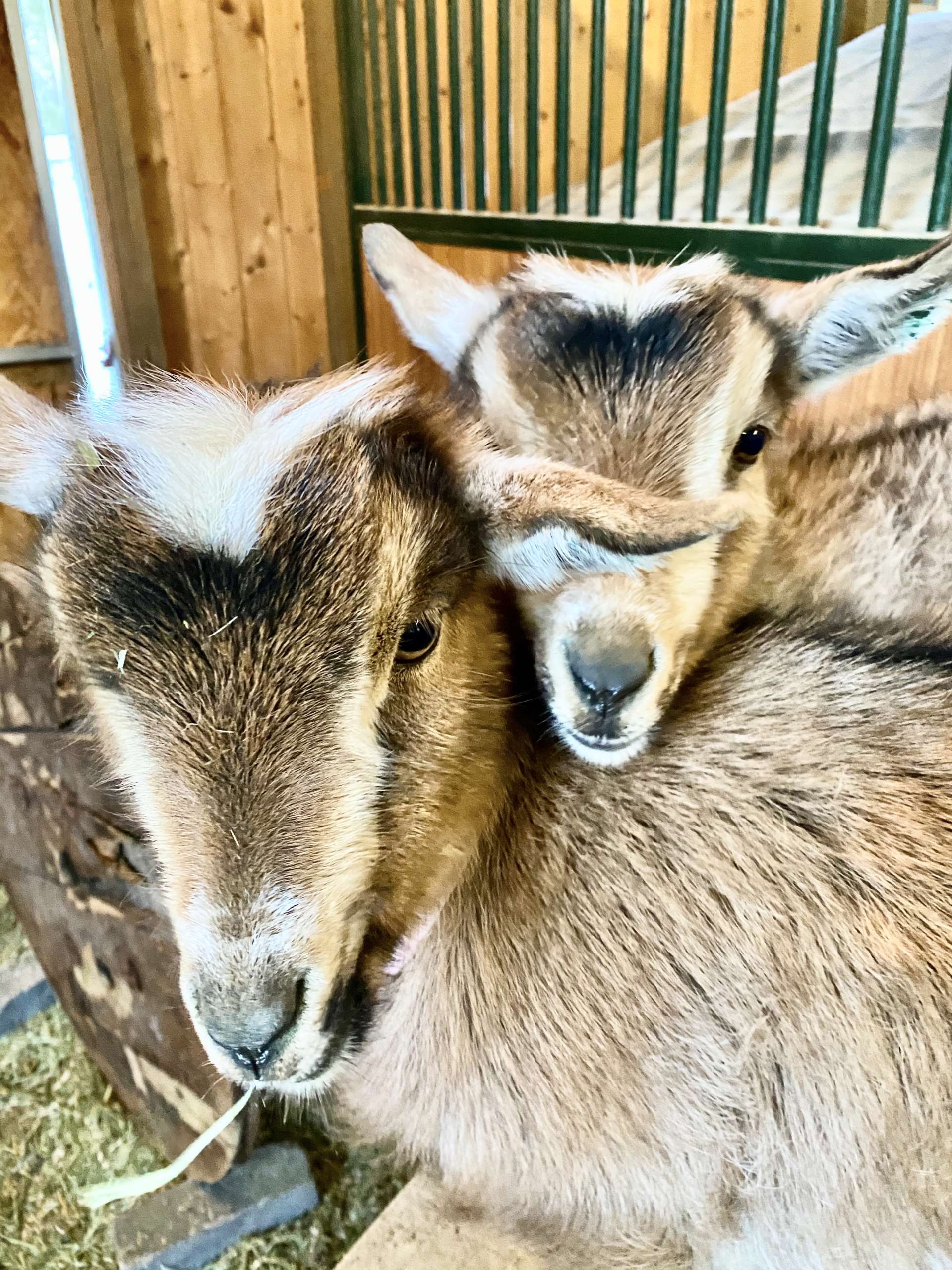 Nigerian Dwarf Goats